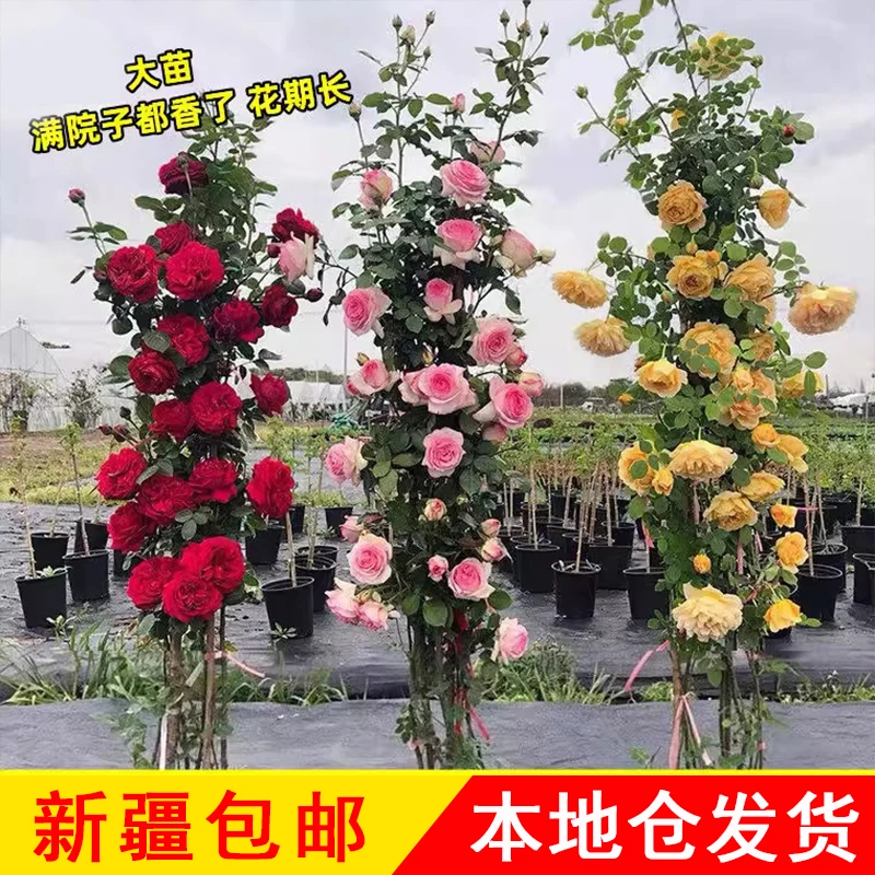 新疆包邮大花爬藤蔷薇月季老桩花苗浓香庭院植物阳台花卉四季开花