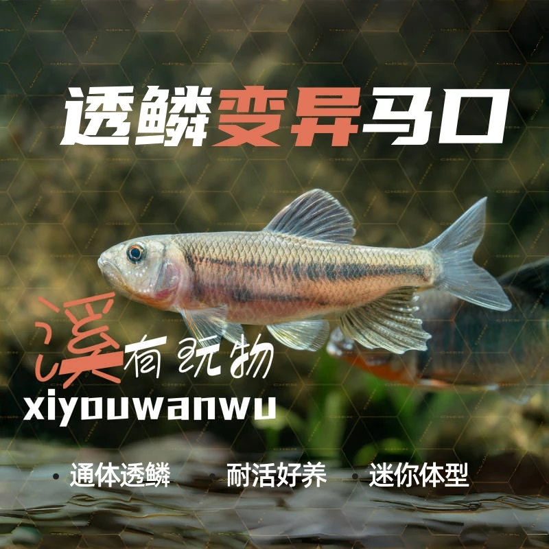 原生透鳞马口变异马口桃花鱼观赏冷水淡水鱼耐养适合懒人饲养