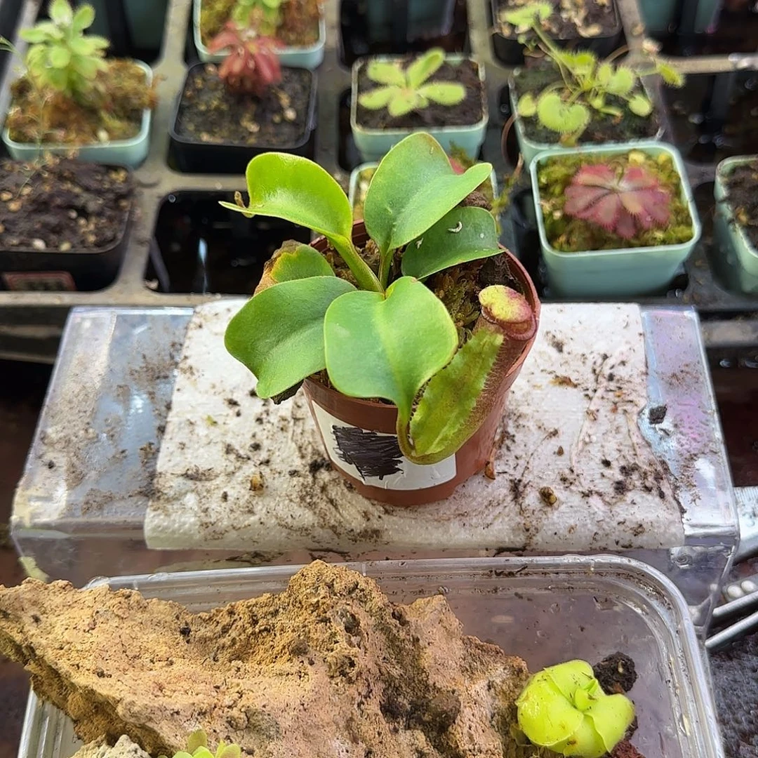 秋***潋完全开放云雾猪笼草