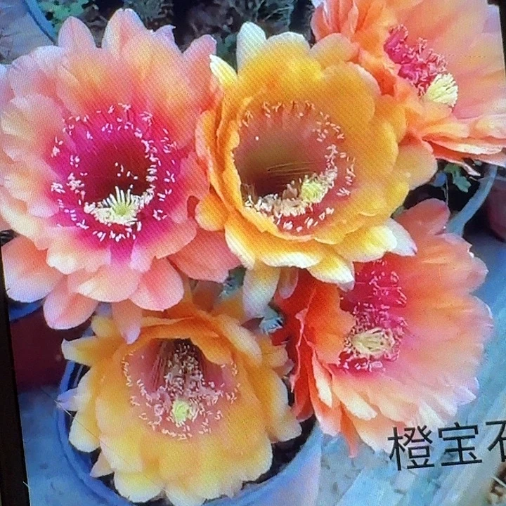 橙宝石带根冠服7公分以上毛花柱