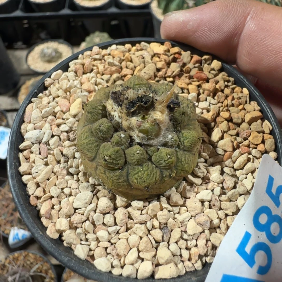 树***枝蜥蜴皮 实生仙人球585