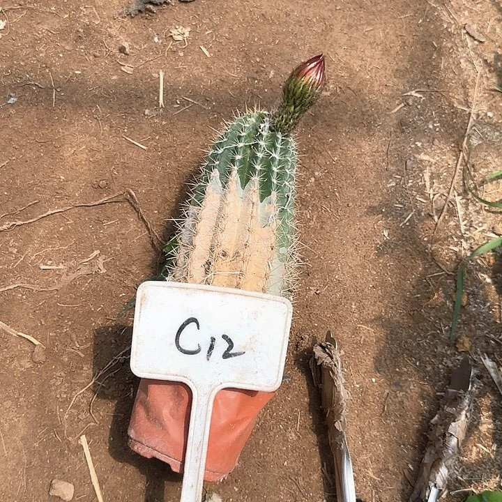 顺***C12毛花柱瑕疵