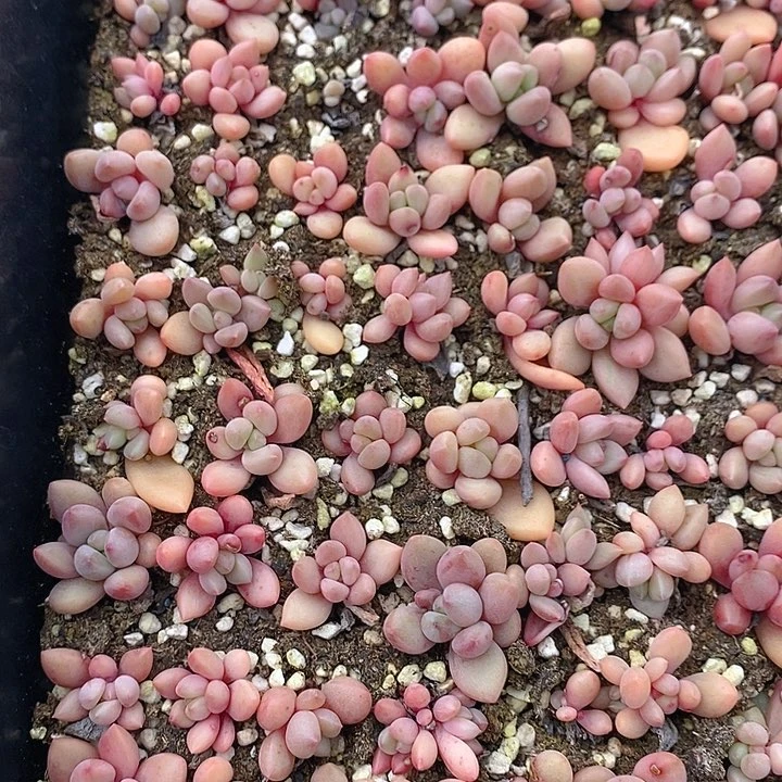 249 多肉植物盆栽花卉植物