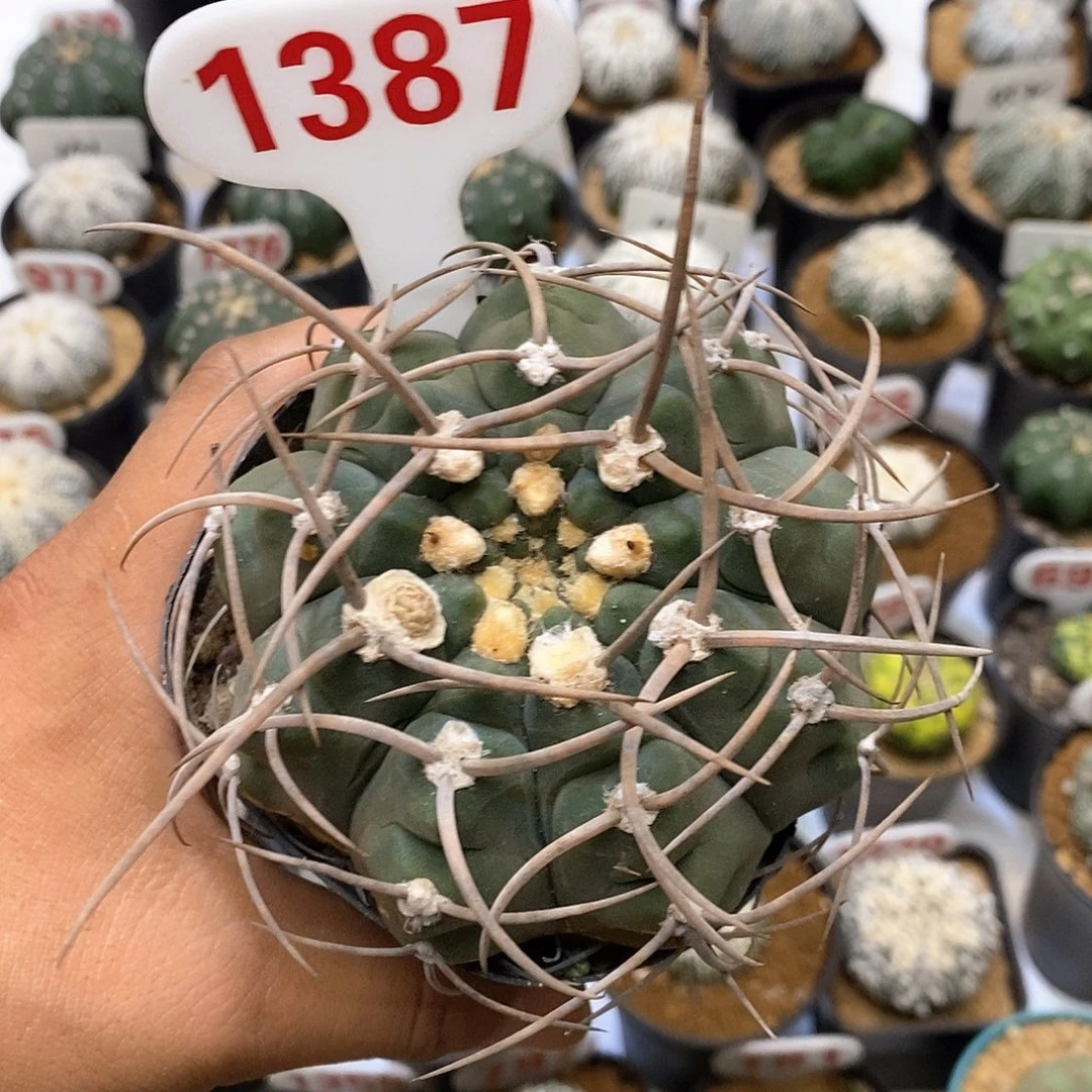 1387特价处理特价咯啦