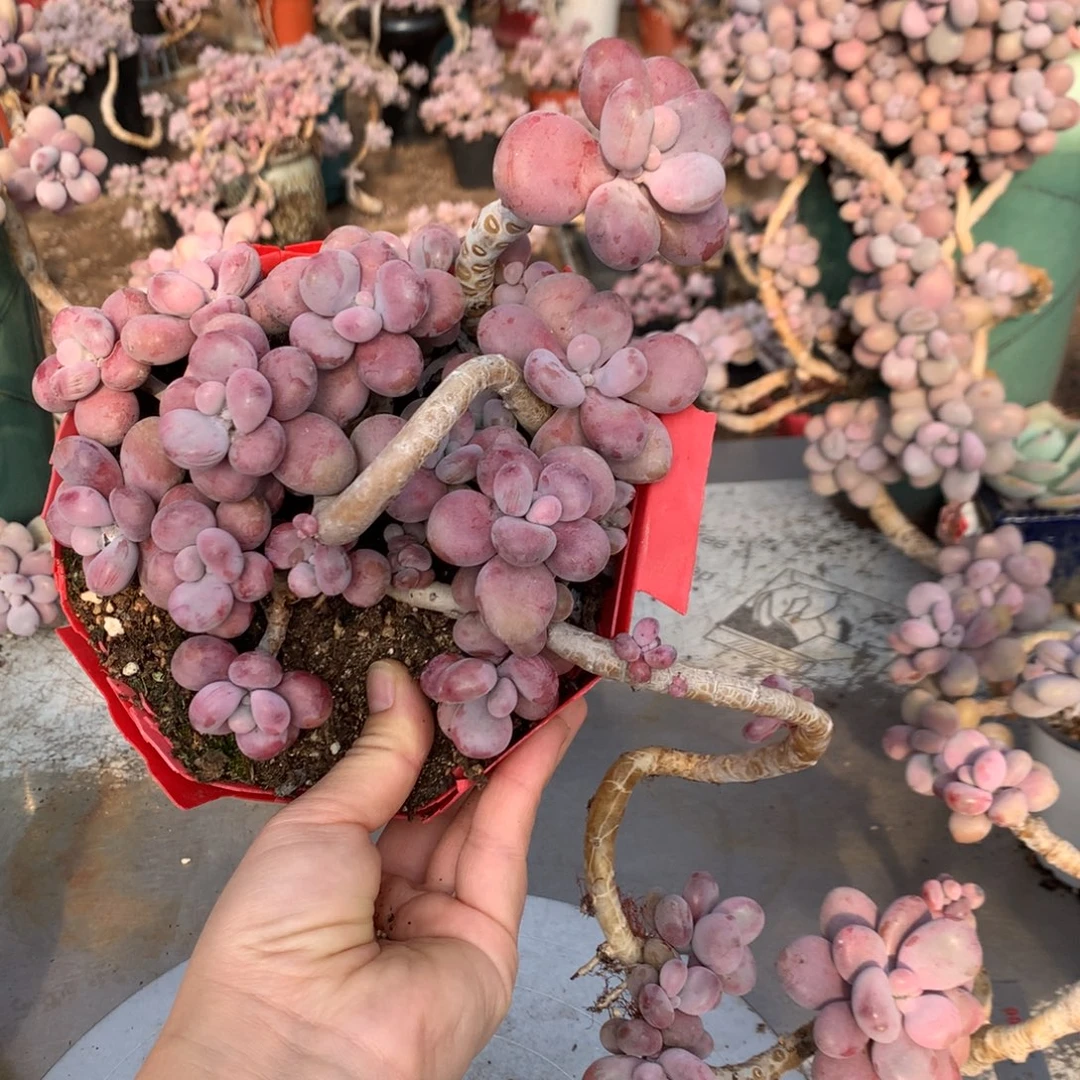 桃蛋老桩一处瑕疵不带盆17号