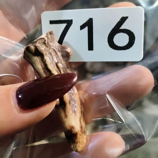 麦***师鹿角鹿角鹿角鹿角鹿角鹿角