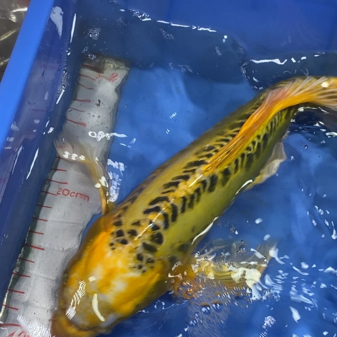 锦鲤冷水锦鲤包邮