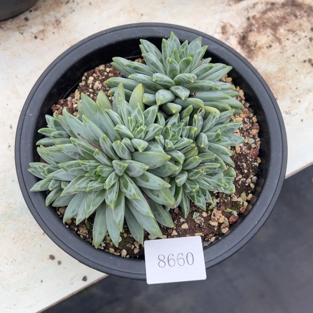 睿*奶8660不包整肉肉肉肉肉肉