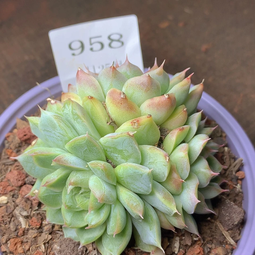 【闪购商品】云958号