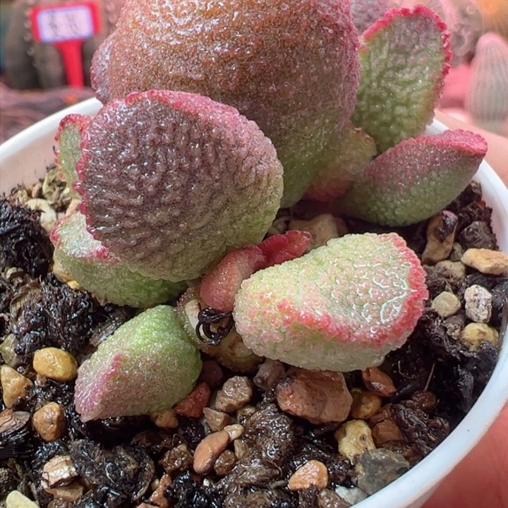 岁**浅恭喜发财哈哈哈哈哈