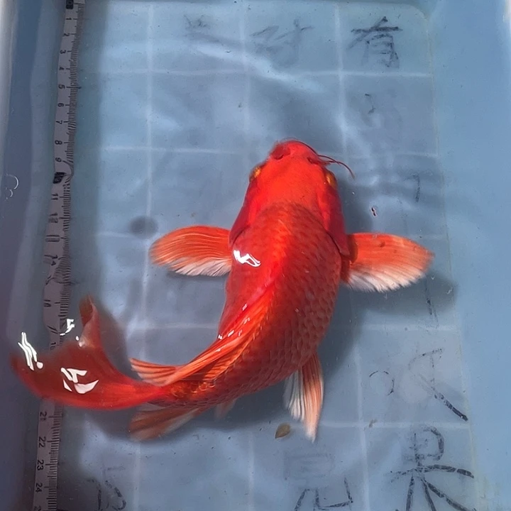 蝴蝶鲤鱼渔场直发155