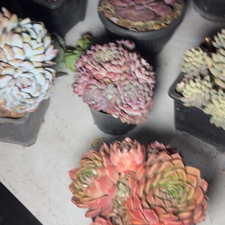 小***红043云欣多肉植物杂交