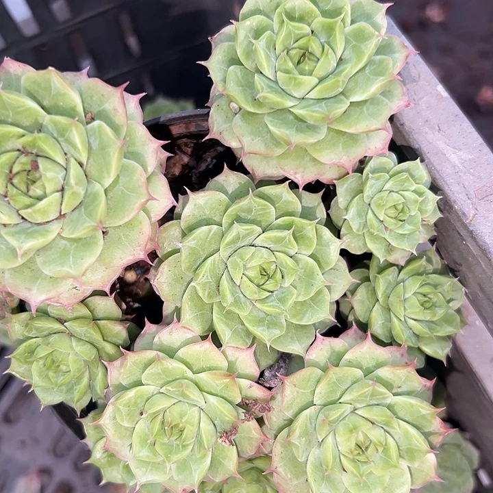 橙花群。