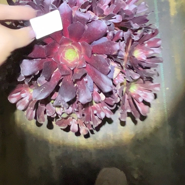 月***，多肉法师植物链接61