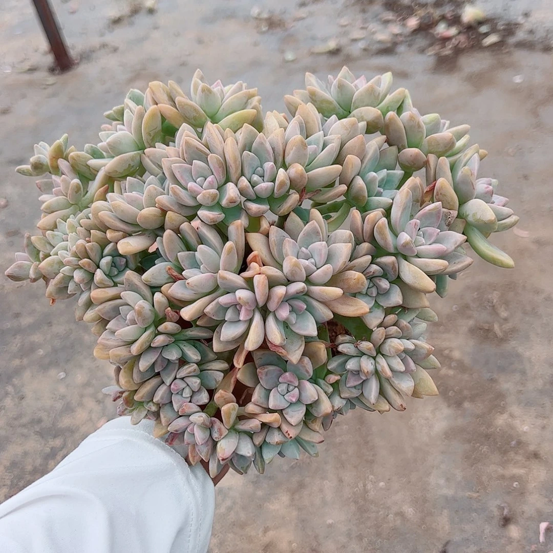 淡雪缀整装棒棒糖造型精品