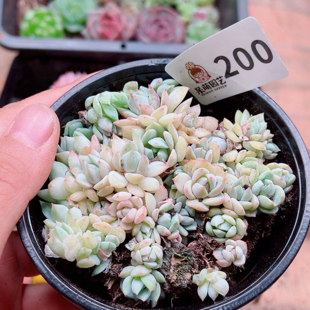 当前无花朵，栽培后可花朵