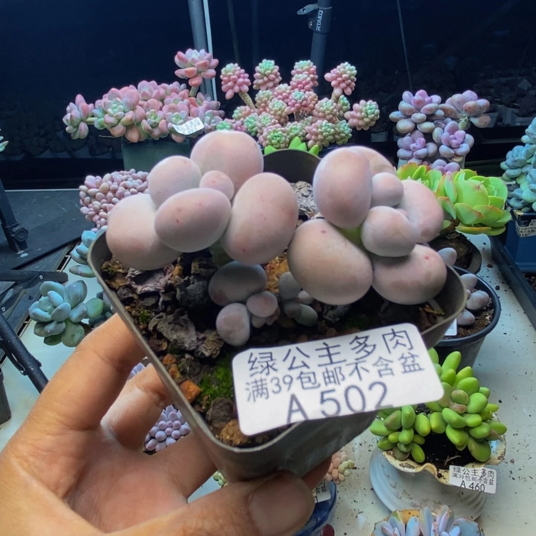 502芭比奶多肉6cm