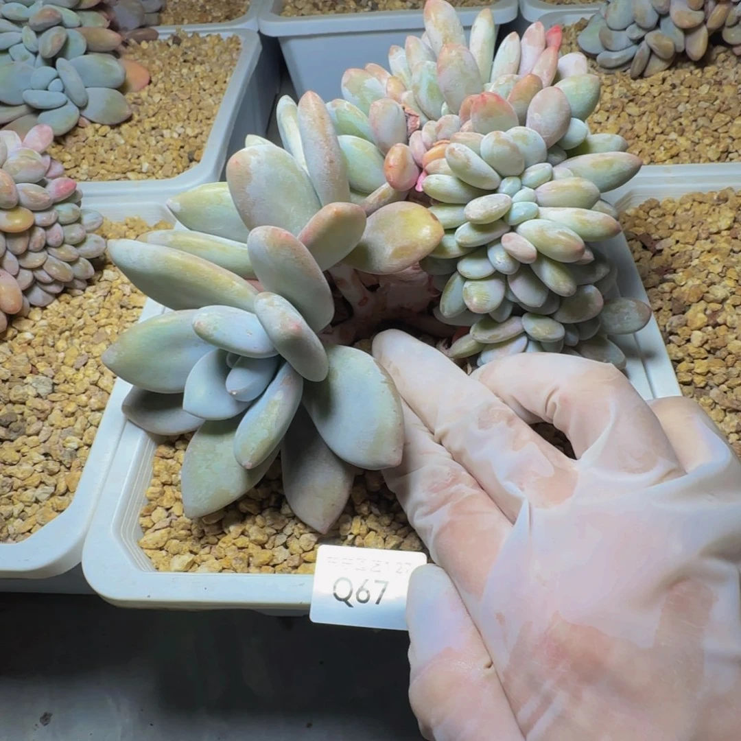 ?****q q q q q q q q q 67