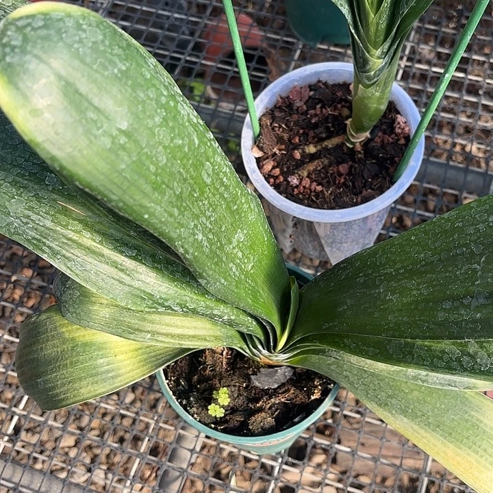 完全开放直播间一物一拍