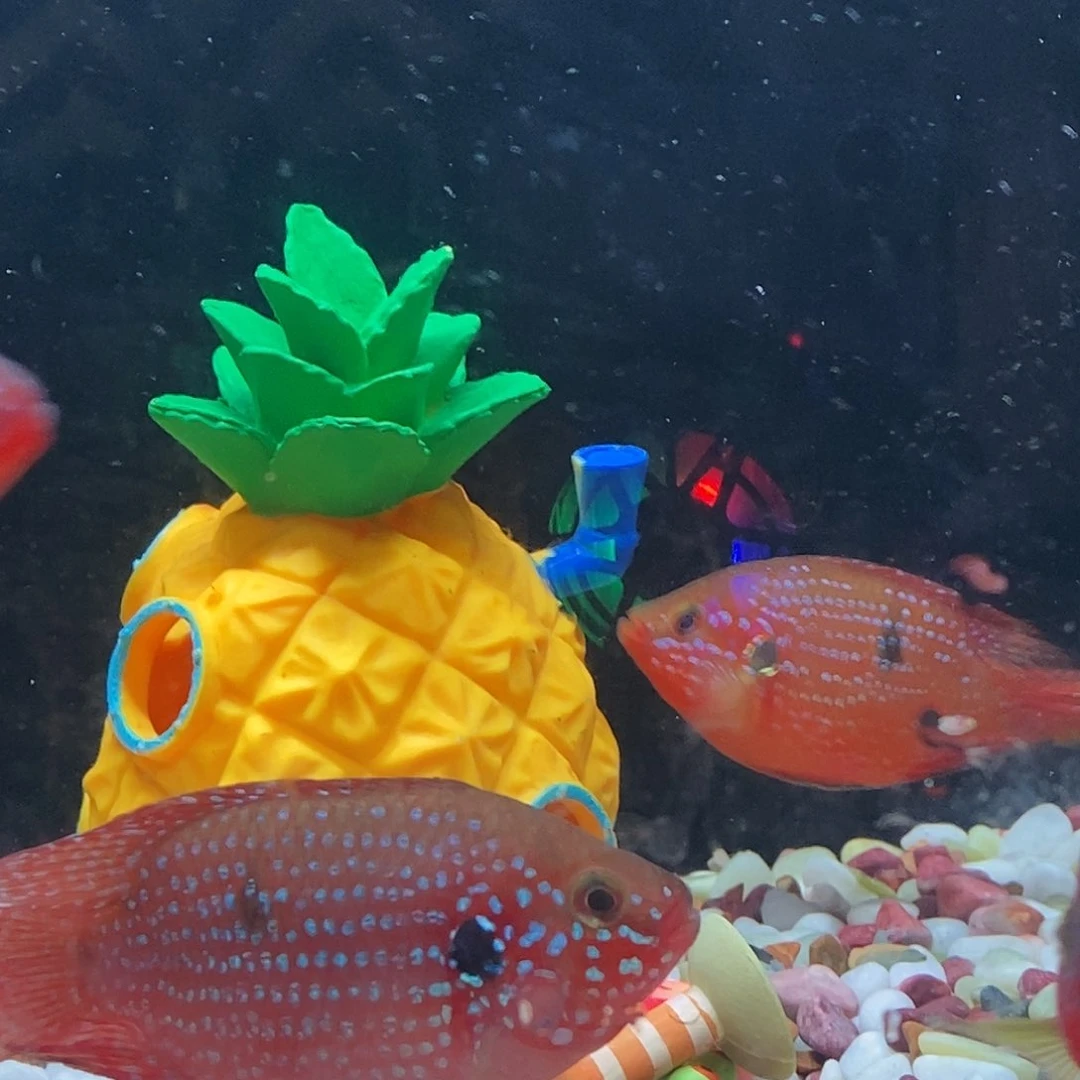 红宝石鱼神*血钻