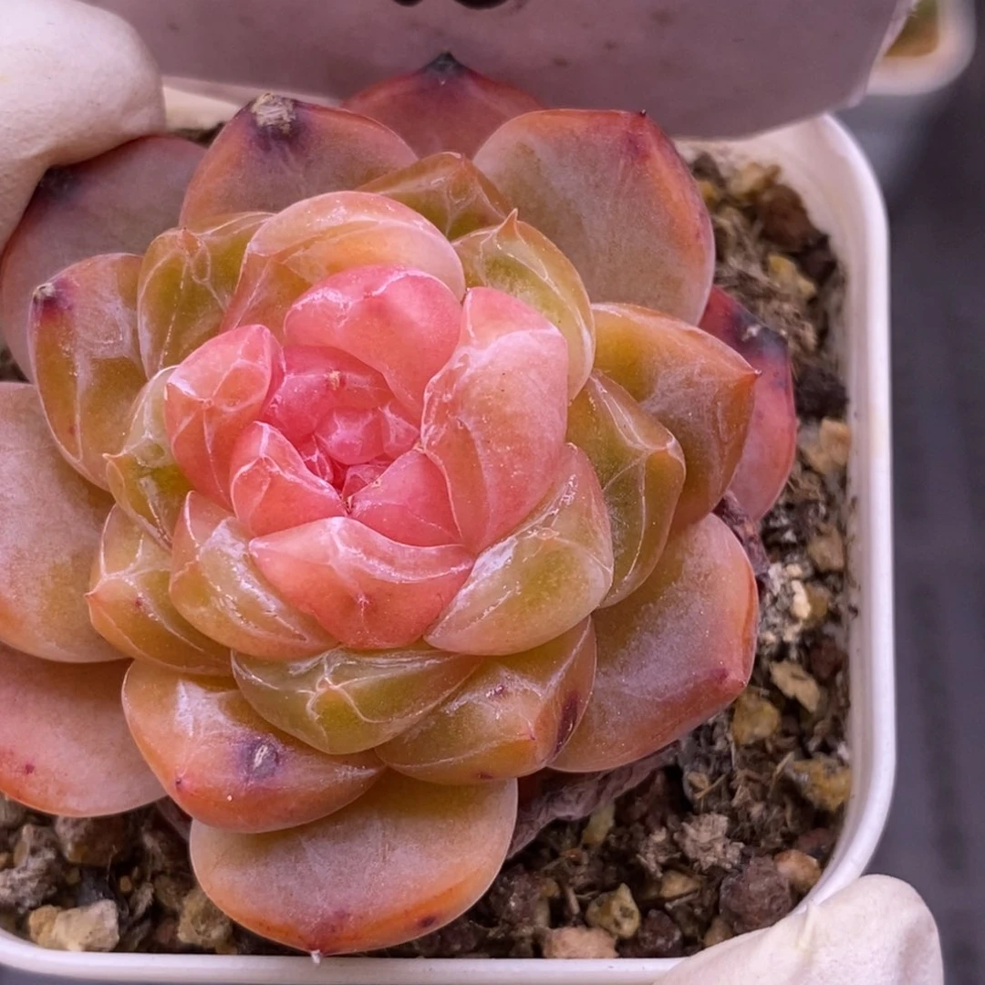 【闪购商品】05-130