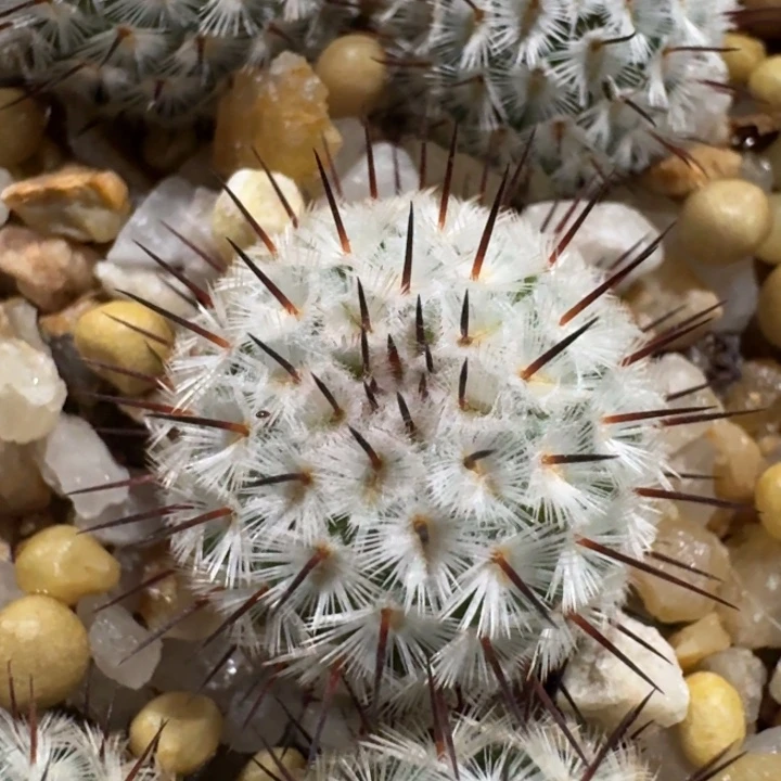 直刺佩雷实生仙人球