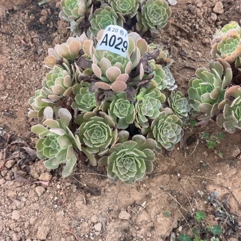 029荷兰玫瑰不包断枝