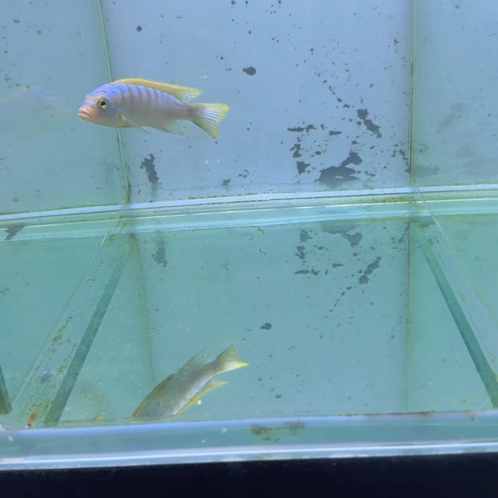 海水蓬勃斑马484。