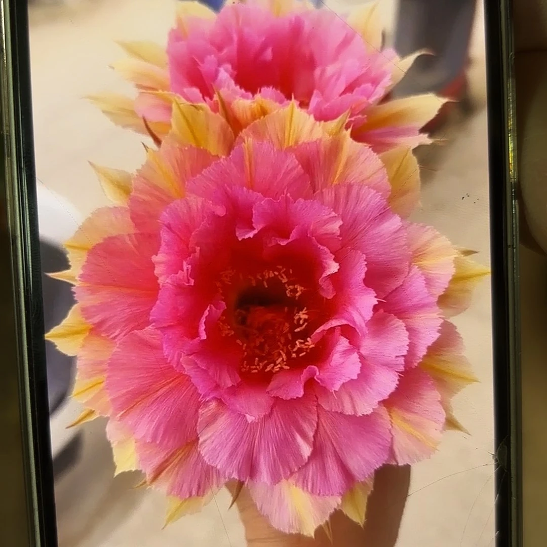 彩草99号6公分侧牙微瑕
