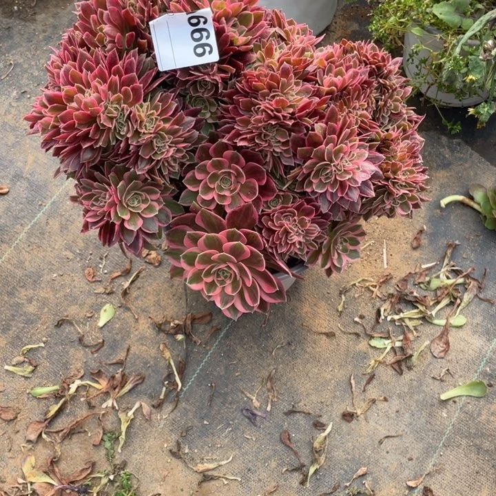 水**合多肉女神缀化666