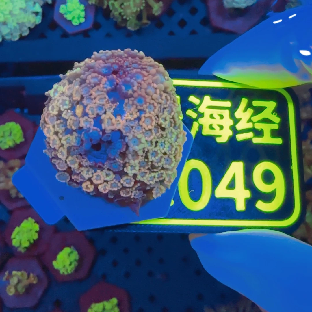 嗷***嗷纽扣珊瑚晓晓不包邮老伤幻彩茉莉C049