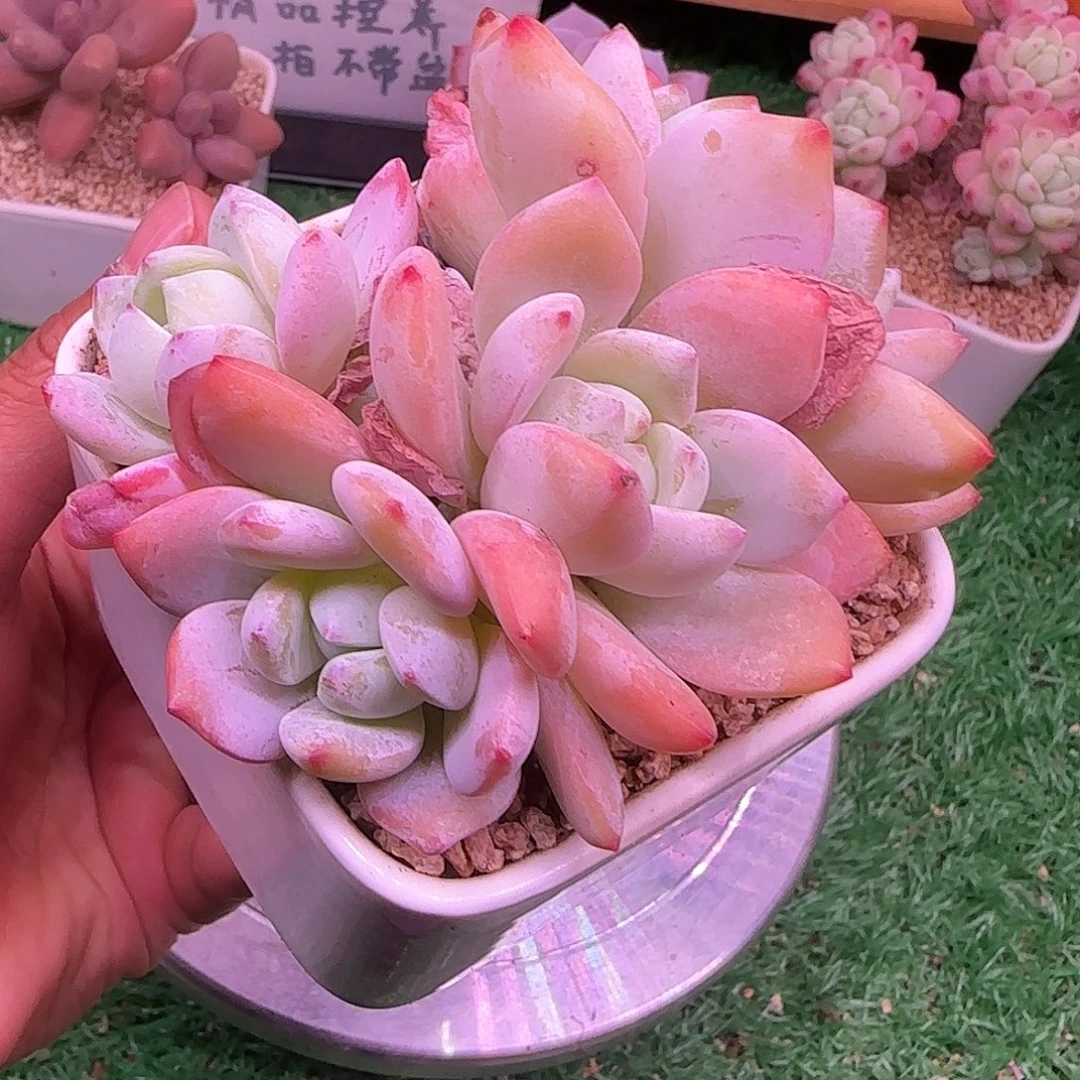 冷香不带盆土发货