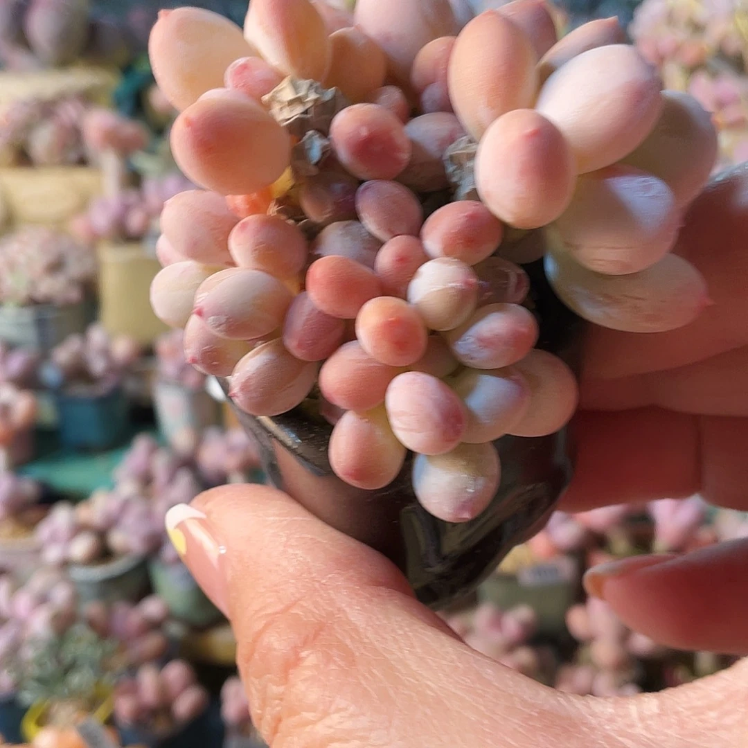 浅**歌多肉植物的生长发育与生长发育