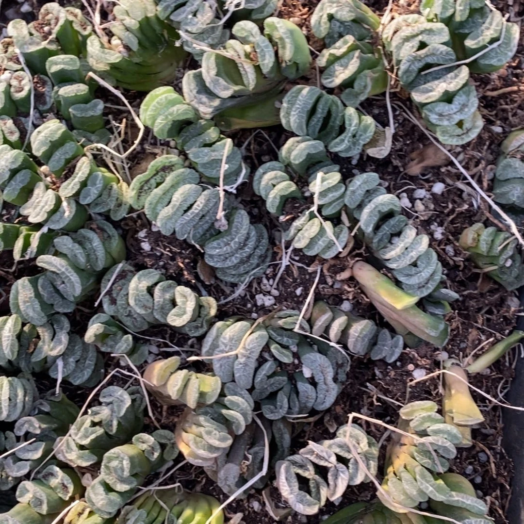 2420 一颗实生小玉扇