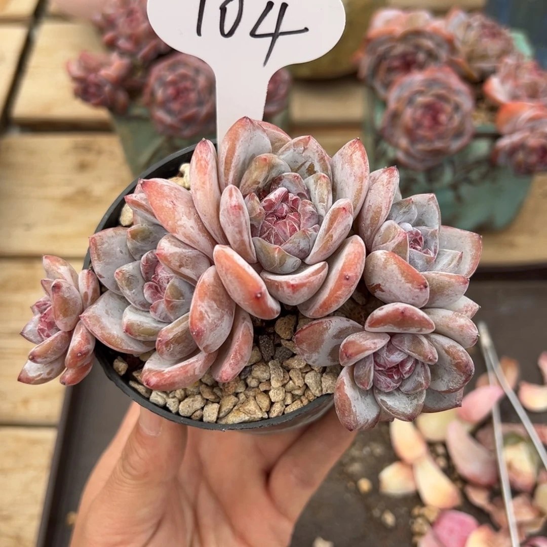 104号五头飘枝小脸紫心