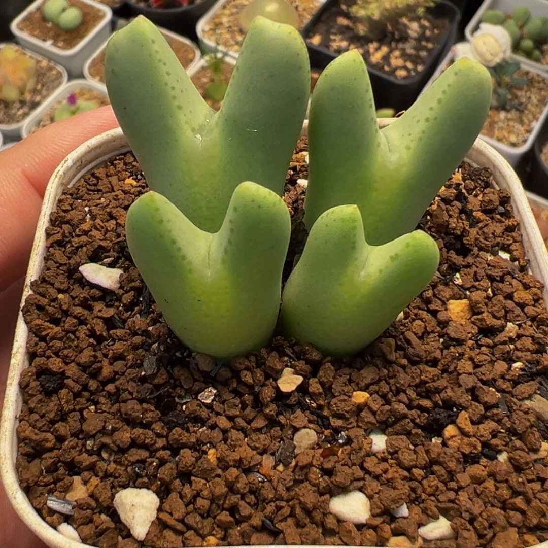 852多肉植物种类多样