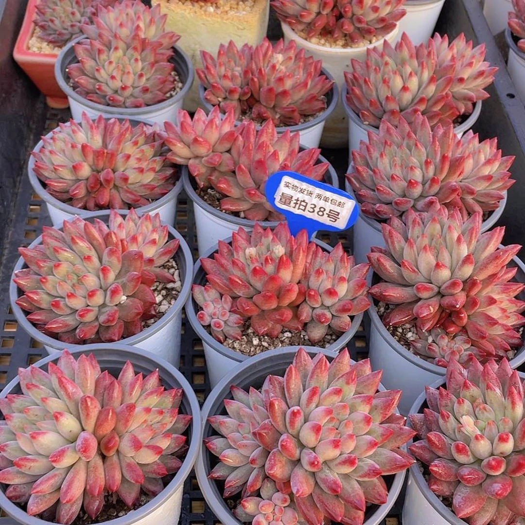 量拍38号 如烟美人大双头一个