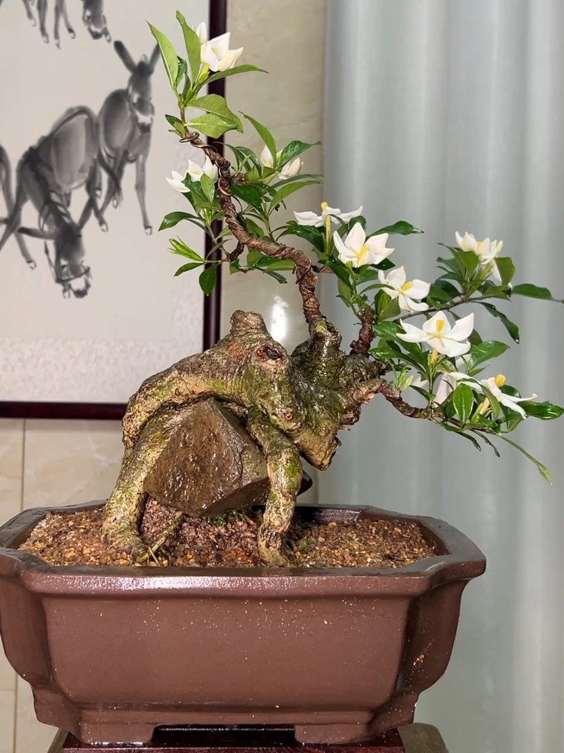 一物一拍天然抱石海岛栀子花含盆桩高40冠幅40桩头14