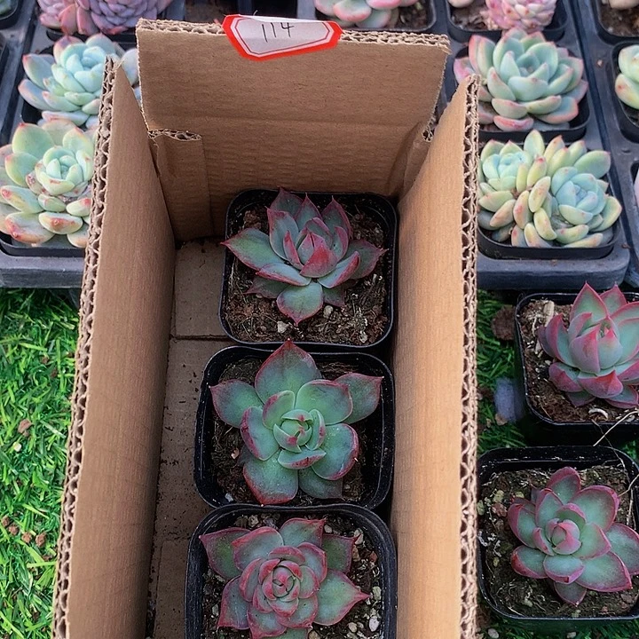 A114惊鸿仙子多肉