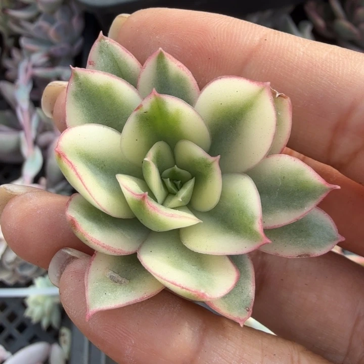 红花女王锦 无根腹轮锦