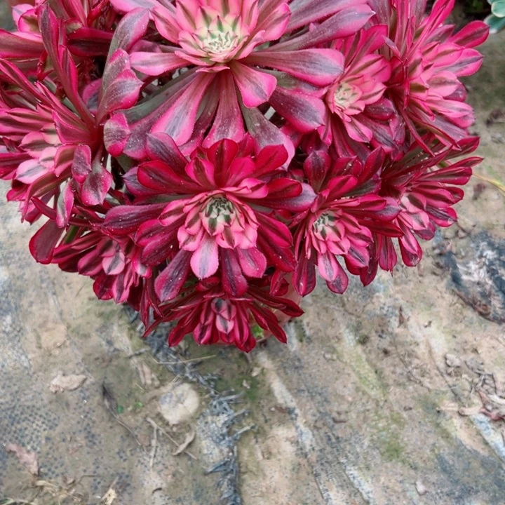 942铜鼓锦多肉植物