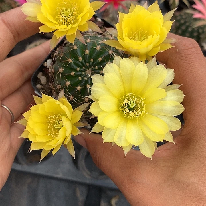 12 实生丽花7厘米盆群