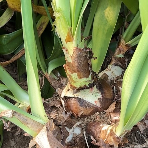 竹****6杂交五号开花不售后