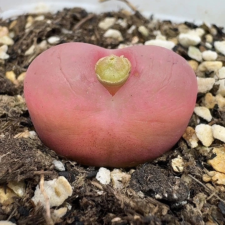 老马生石花2.2吕红2331