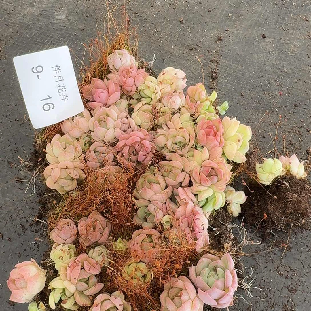 宽叶美尼珍妮切糕一份量拍9-16右四