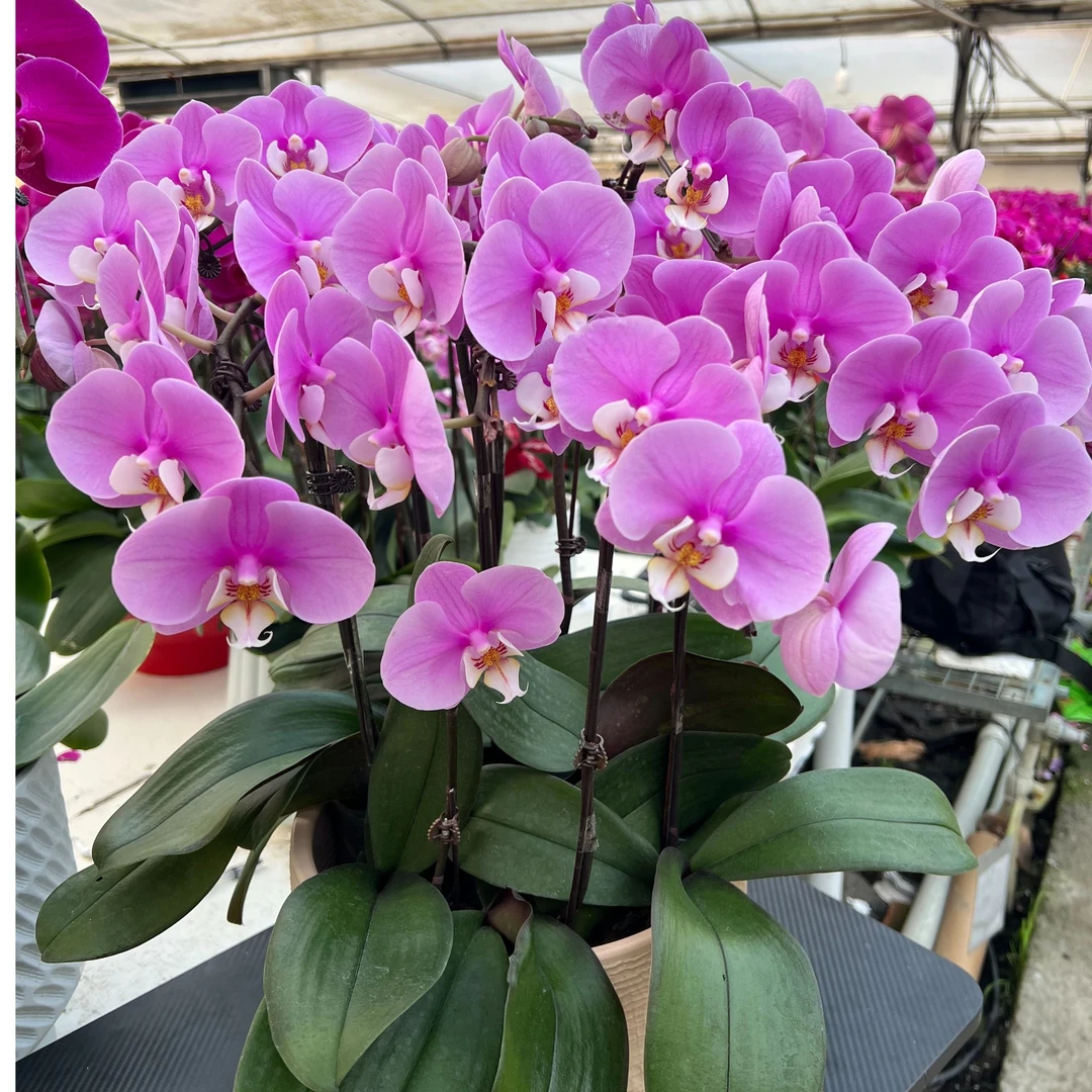 【安娜】蝴蝶兰精品蝴蝶兰养护简单