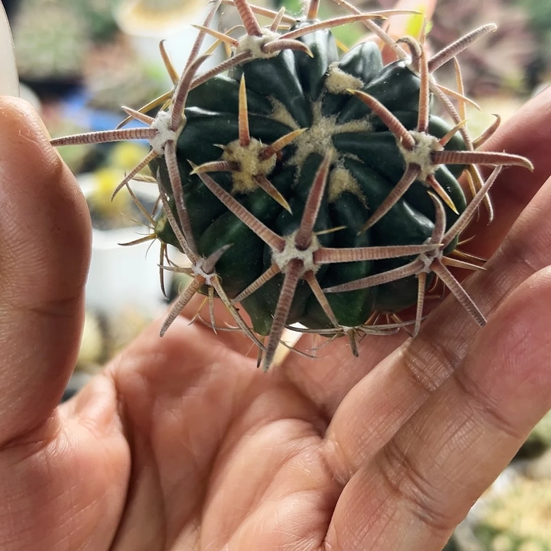 林波有根仙人球66666666