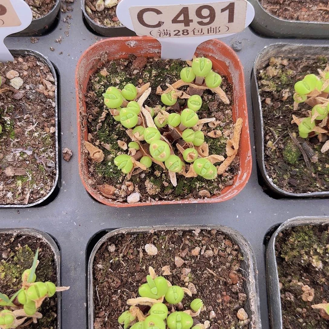 C492短耳兔一物一拍
