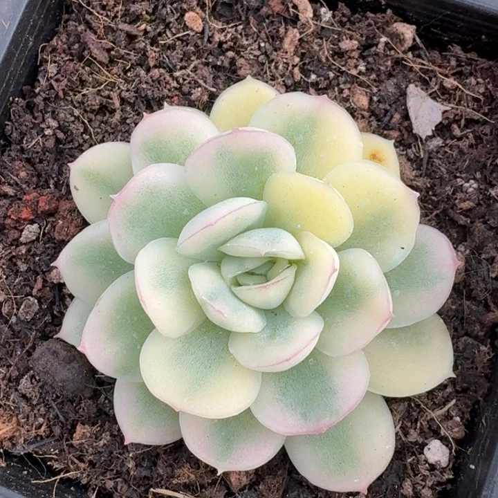 草梅冰锦福伦锦多肉锦