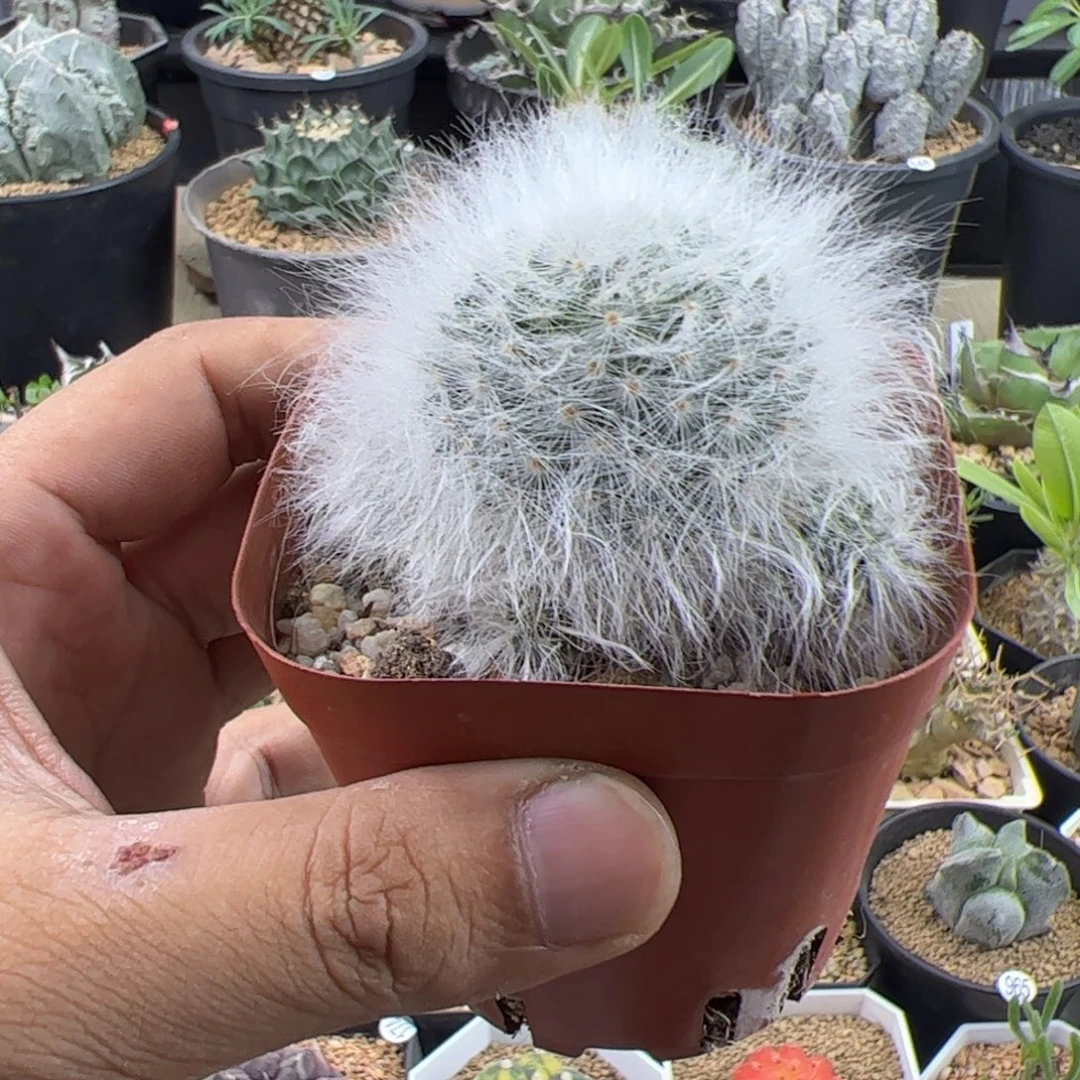 无刺丽光殿一物一拍